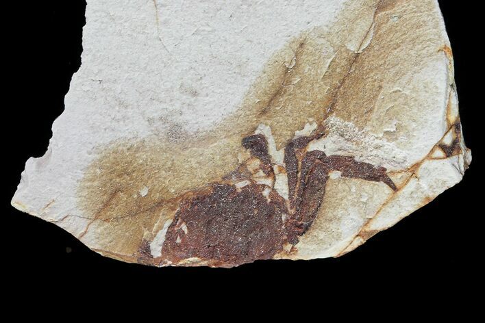 Fossil Pea Crab (Pinnixa) From California - Miocene #74482